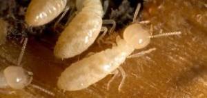 Worker termites are usually hidden in the wood structure almost year round in Central New Jersey. The Swarming season is in the spring where their emerging winged reproductives usually alert homeowners of termite presence more than simply discovering damage